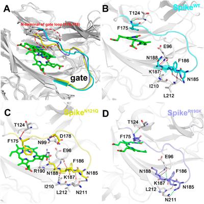 Computational Insights Into the Effects of the R190K and N121Q Mutations on the SARS-CoV-2 Spike Complex With Biliverdin